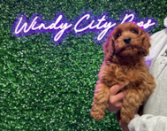 11 week old Cavapoo Puppy For Sale - Windy City Pups