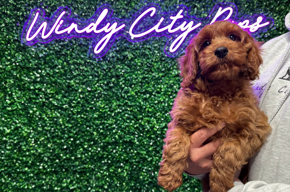 11 week old Cavapoo Puppy For Sale - Windy City Pups