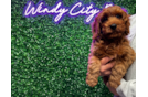 Cute Cavapoo Baby