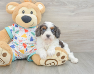 8 week old Cavapoo Puppy For Sale - Windy City Pups