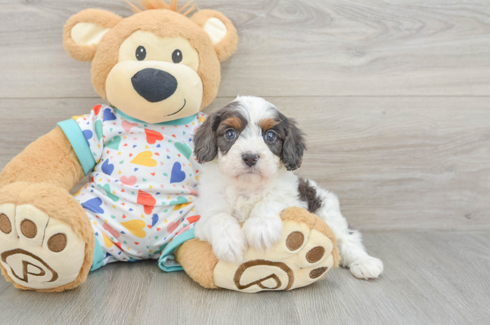 6 week old Cavapoo Puppy For Sale - Windy City Pups