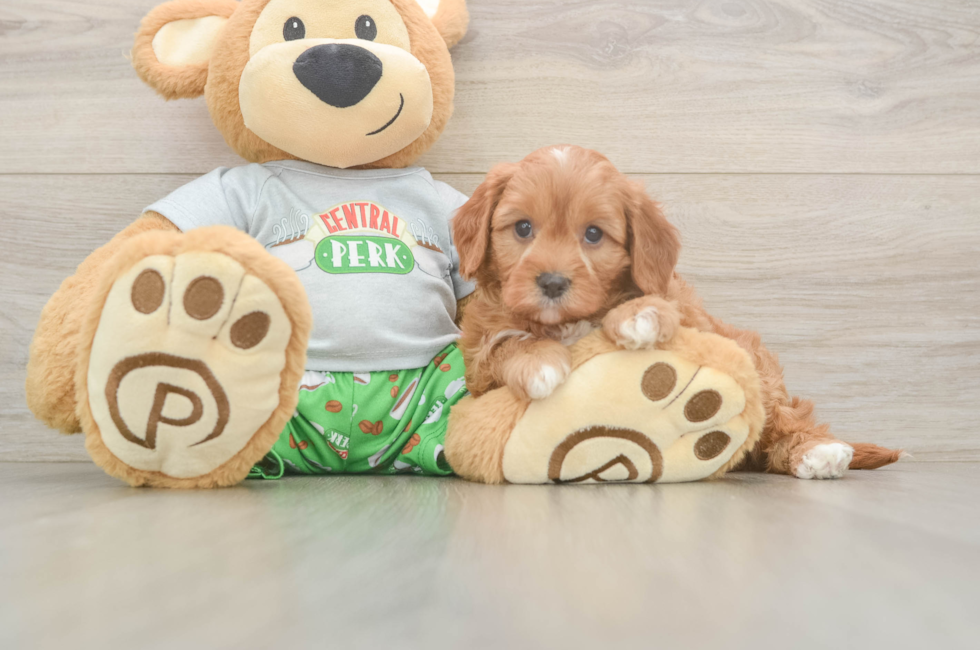5 week old Cavapoo Puppy For Sale - Windy City Pups