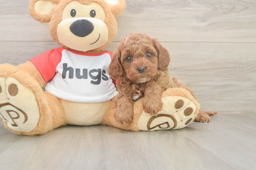 6 week old Cavapoo Puppy For Sale - Windy City Pups