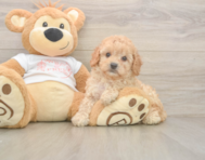 7 week old Cavapoo Puppy For Sale - Windy City Pups