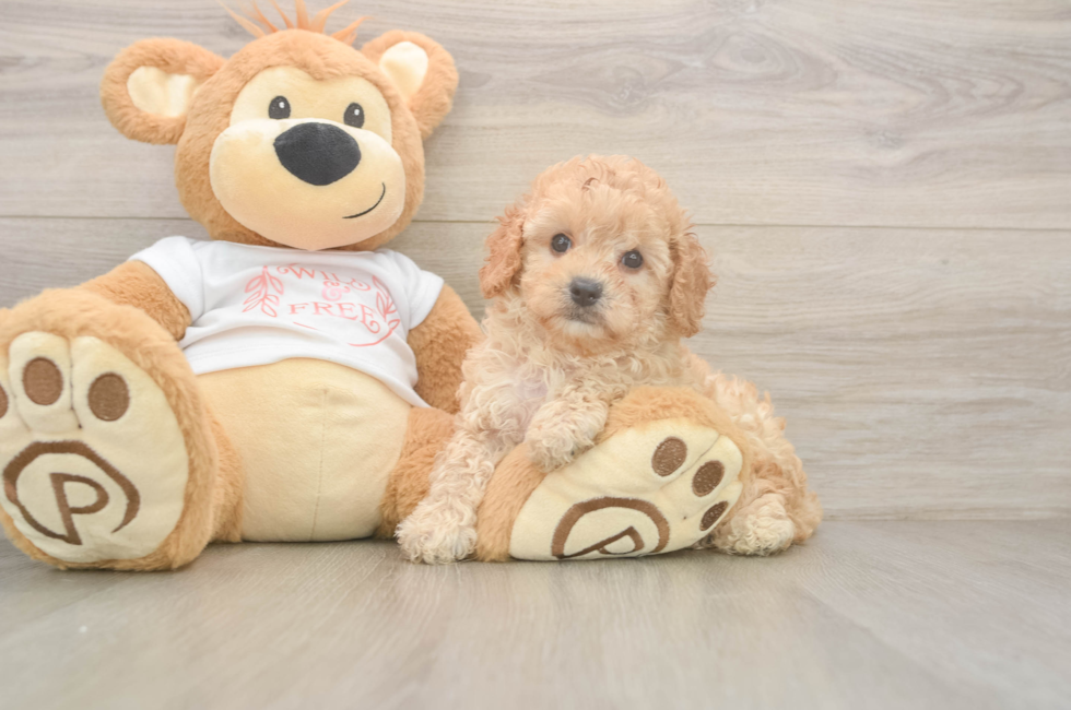 6 week old Cavapoo Puppy For Sale - Windy City Pups
