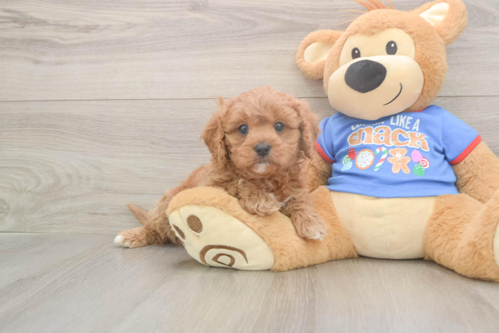 Cavapoo Pup Being Cute
