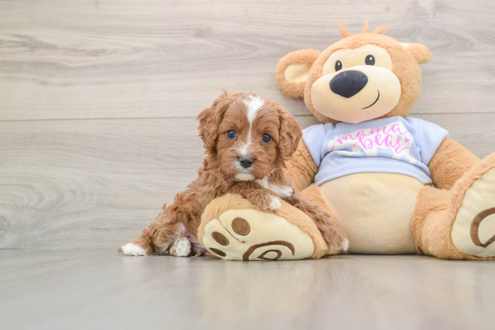 Smart Cavapoo Poodle Mix Pup