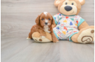 Cavapoo Puppy for Adoption