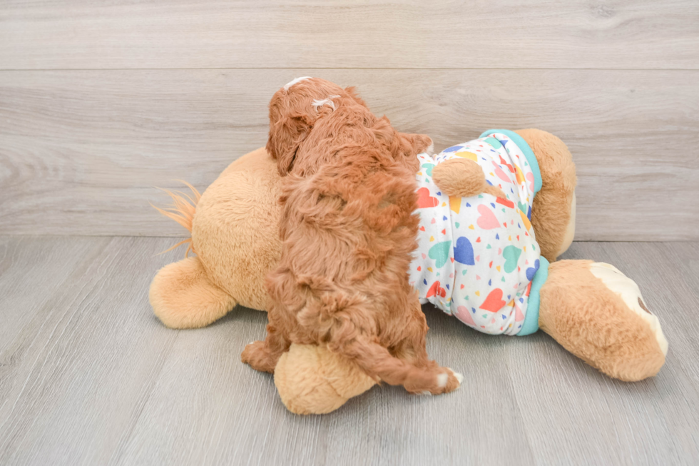 Energetic Cavoodle Poodle Mix Puppy