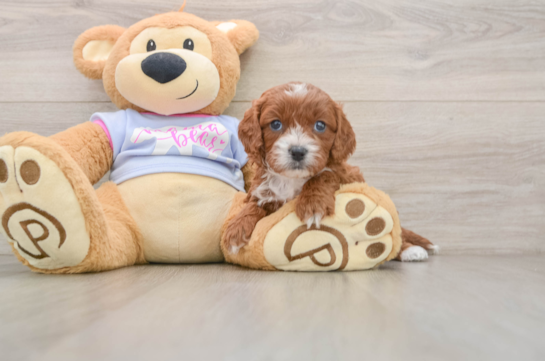 Cavapoo Puppy for Adoption