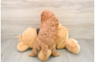 Cavapoo Puppy for Adoption