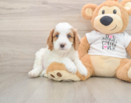 7 week old Cavapoo Puppy For Sale - Windy City Pups