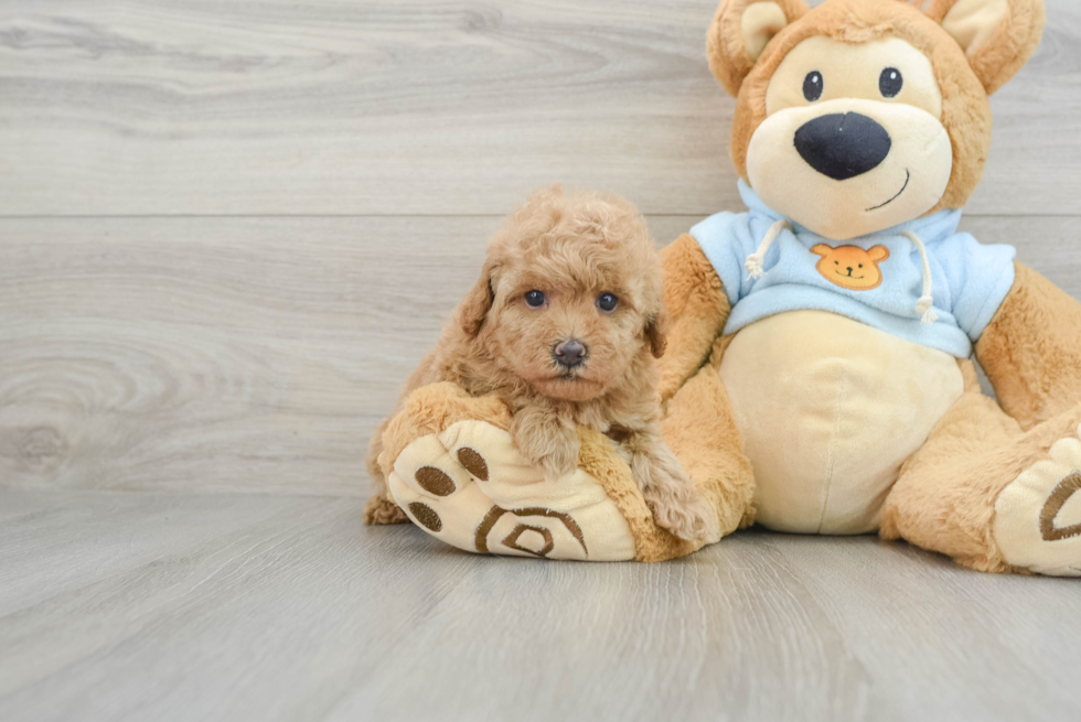 Happy Cavapoo Baby