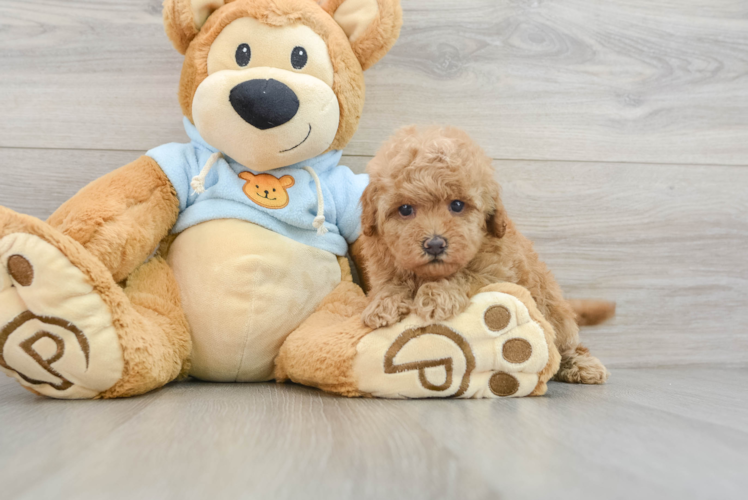 Cavapoo Pup Being Cute