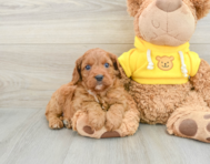 7 week old Cavapoo Puppy For Sale - Windy City Pups