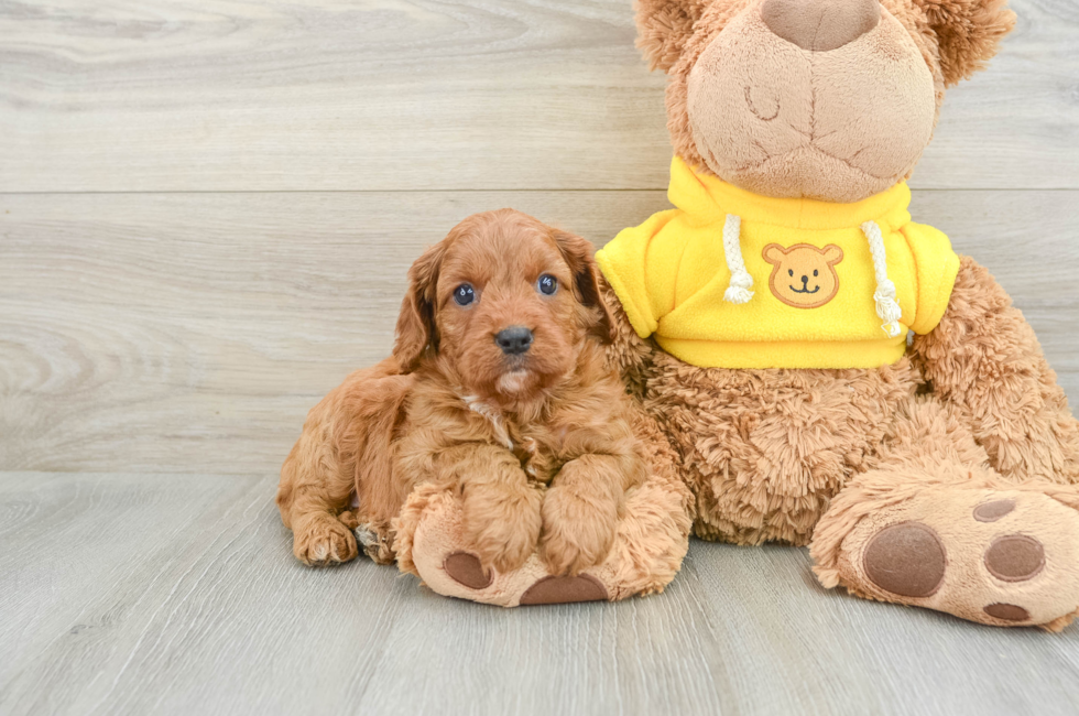 7 week old Cavapoo Puppy For Sale - Windy City Pups