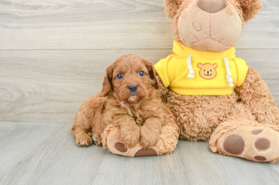 Cavapoo Puppy for Adoption