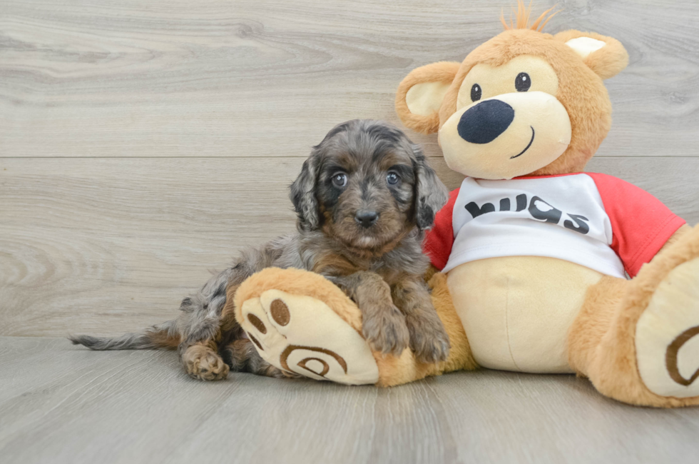 6 week old Cavapoo Puppy For Sale - Windy City Pups