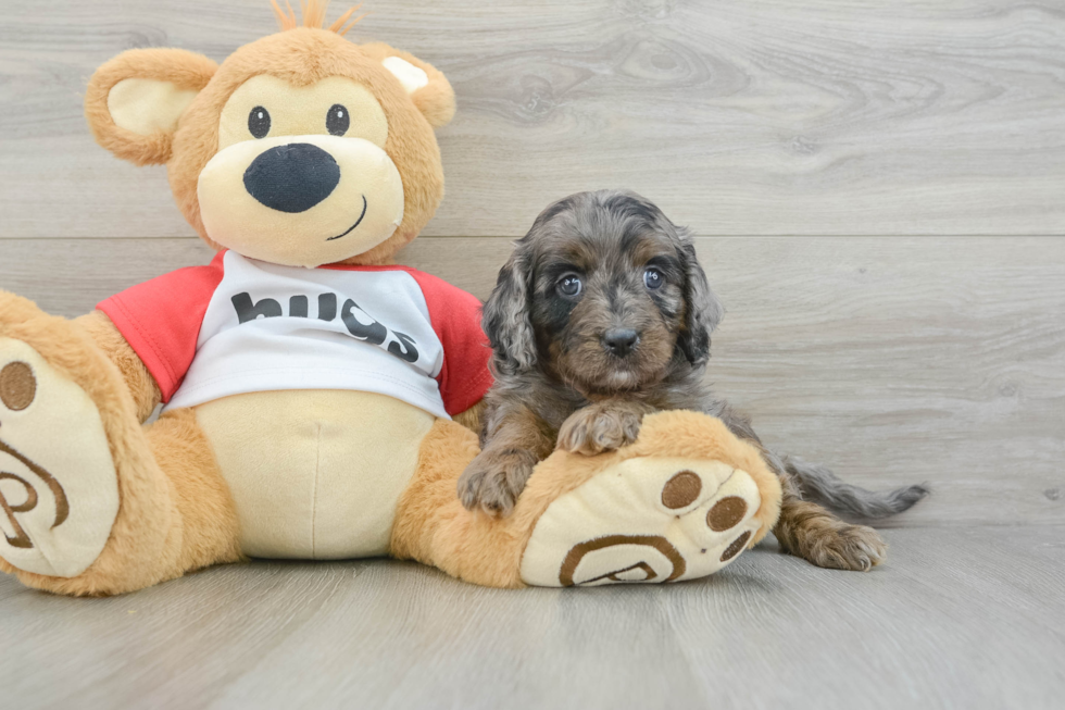 Cavapoo Pup Being Cute