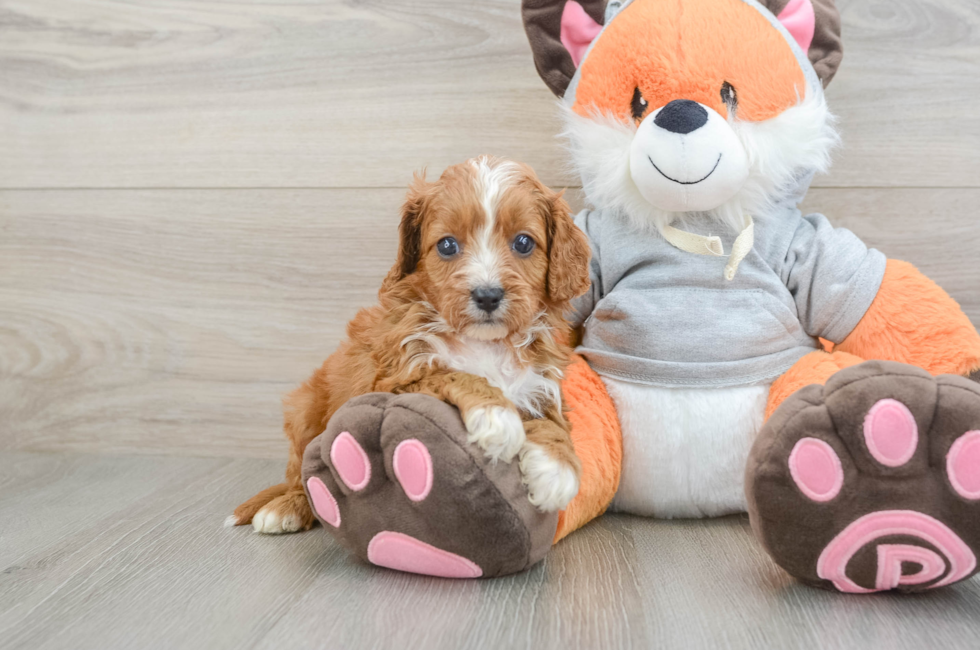6 week old Cavapoo Puppy For Sale - Windy City Pups