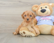 7 week old Cavapoo Puppy For Sale - Windy City Pups