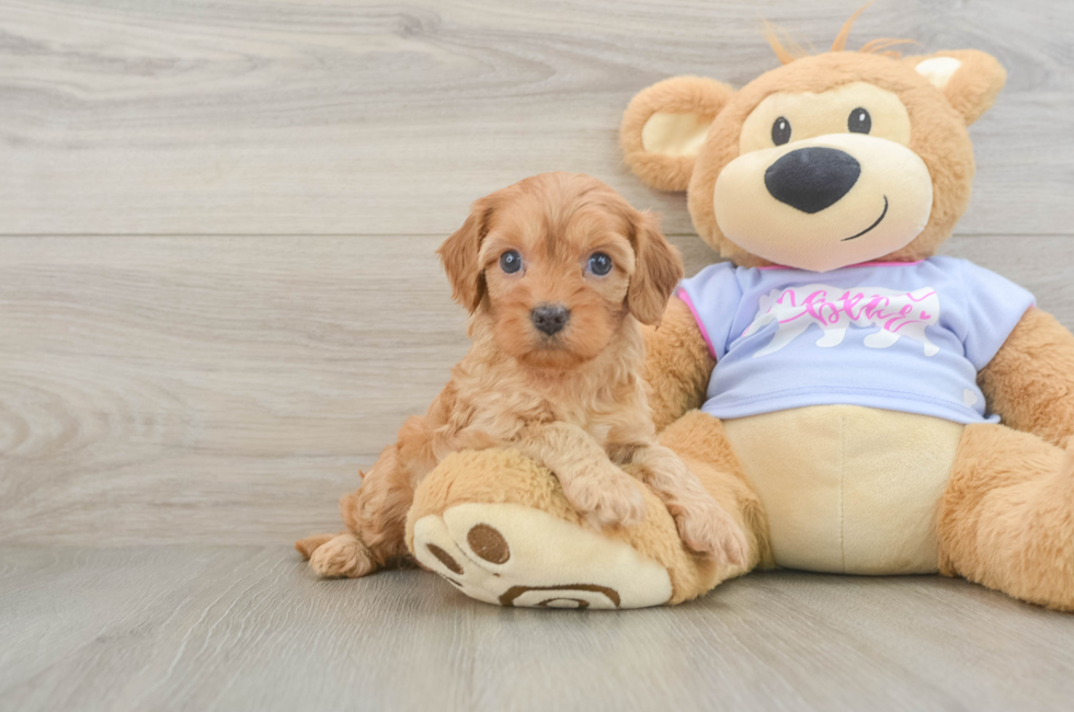 6 week old Cavapoo Puppy For Sale - Windy City Pups