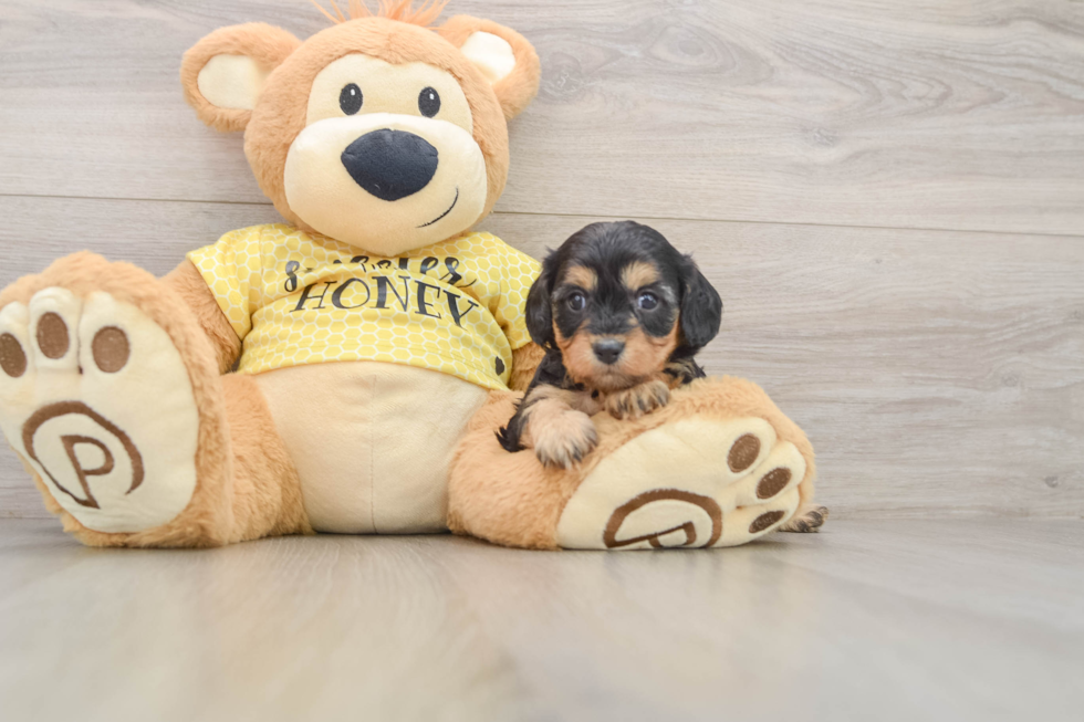 Cavapoo Puppy for Adoption