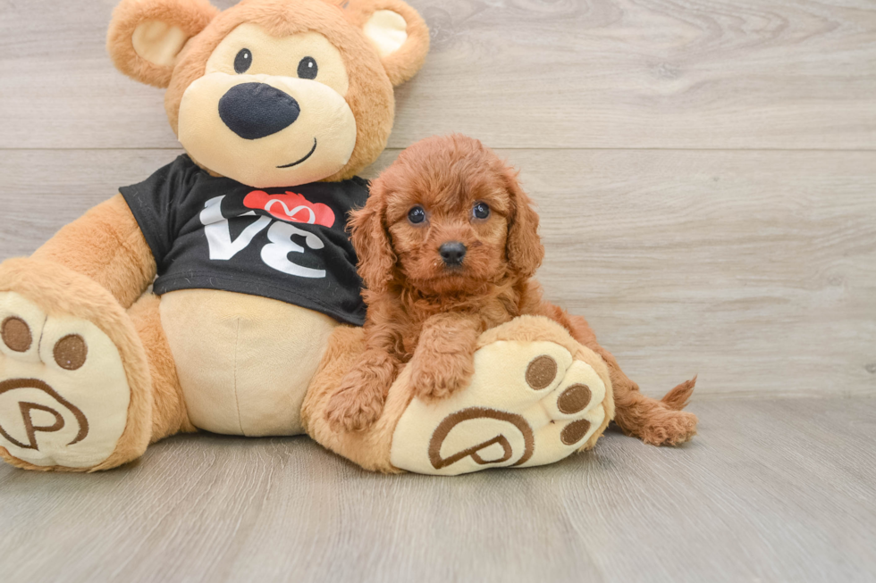 Cavapoo Puppy for Adoption