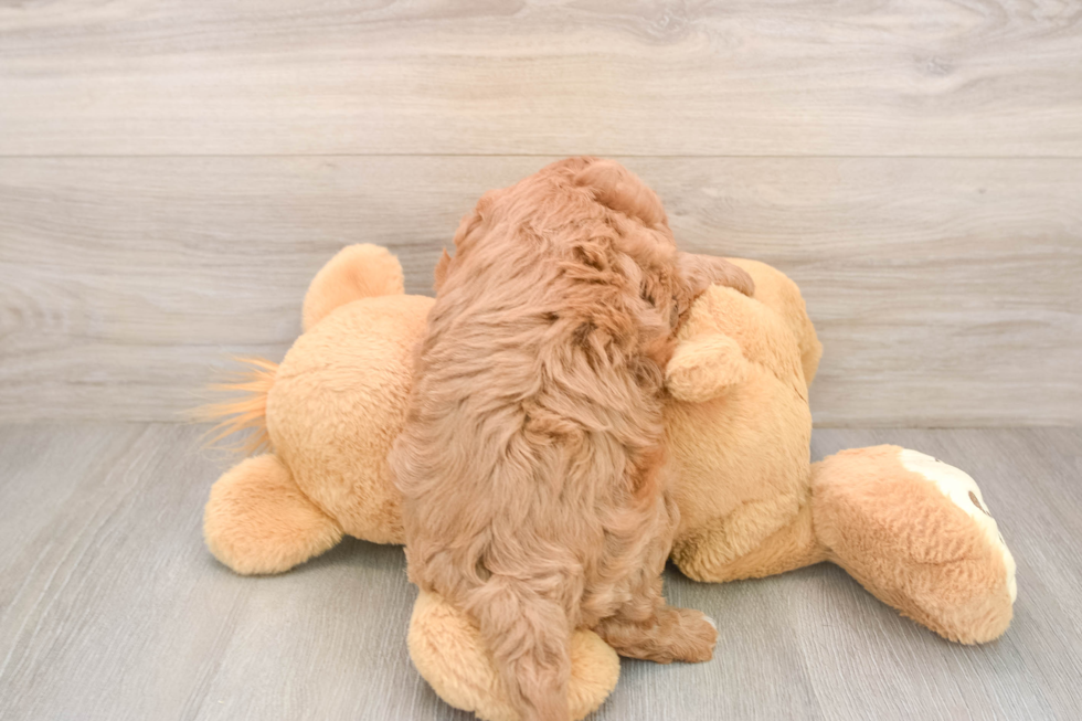 Funny Cavapoo Poodle Mix Pup