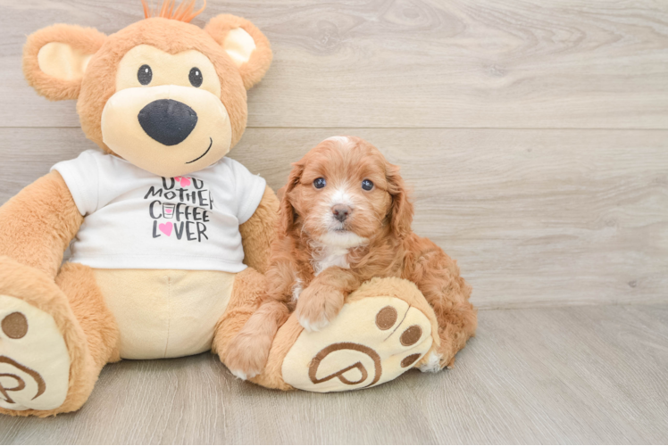 Fluffy Cavapoo Poodle Mix Pup