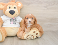 8 week old Cavapoo Puppy For Sale - Windy City Pups