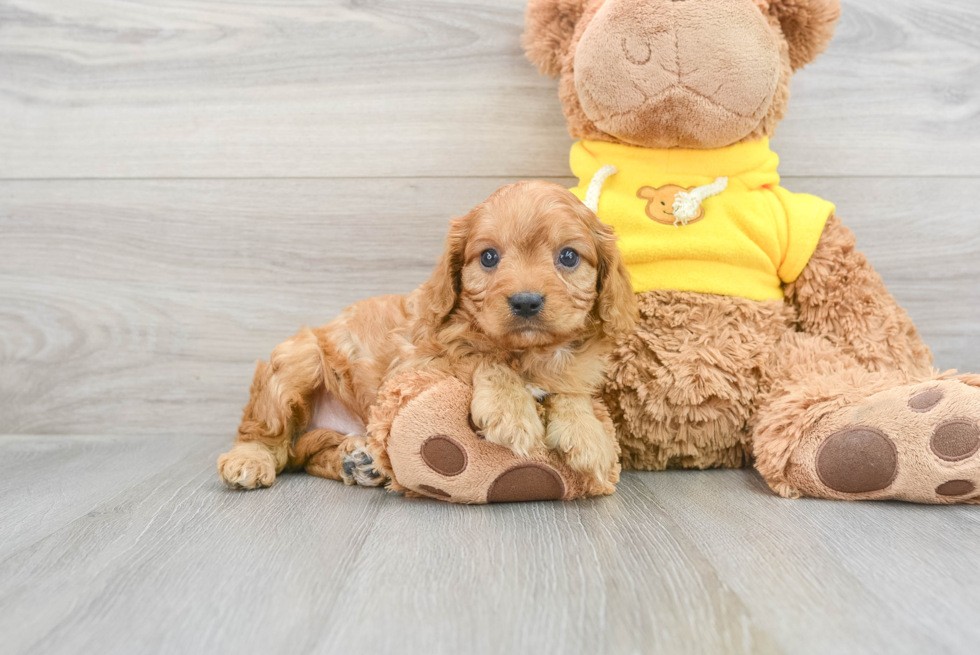 Petite Cavapoo Poodle Mix Pup