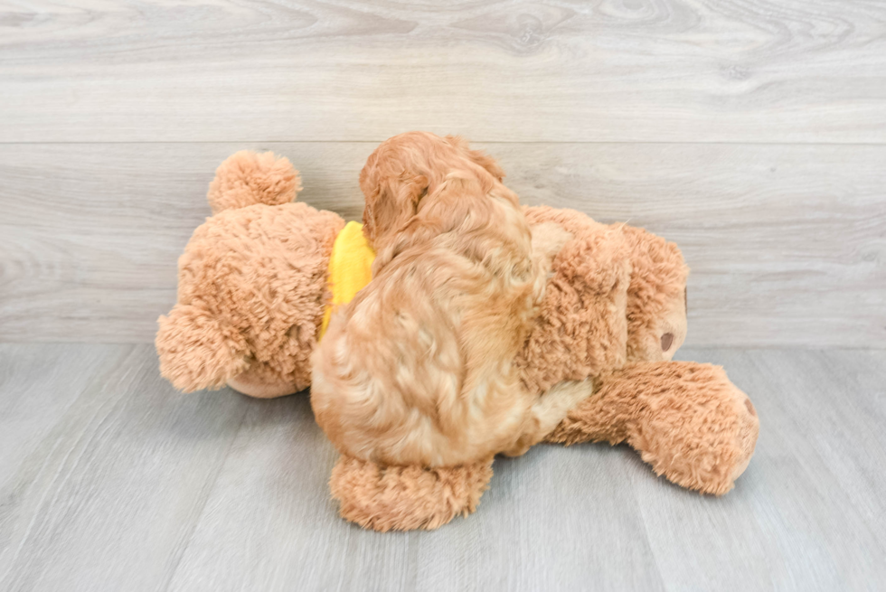 Cavapoo Puppy for Adoption