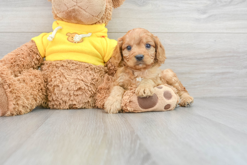 Cavapoo Pup Being Cute