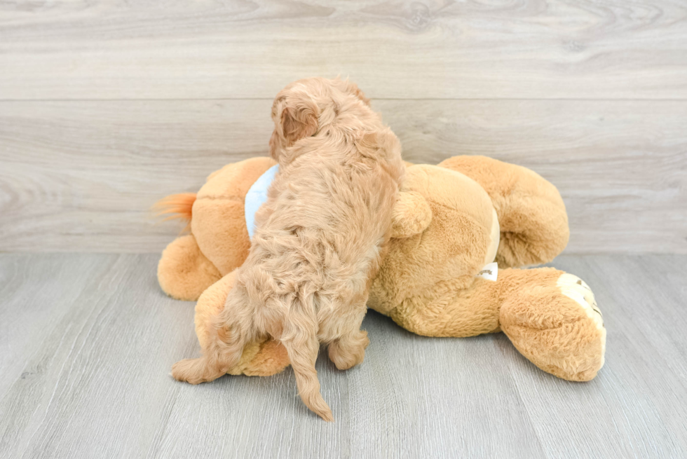 Energetic Cavoodle Poodle Mix Puppy