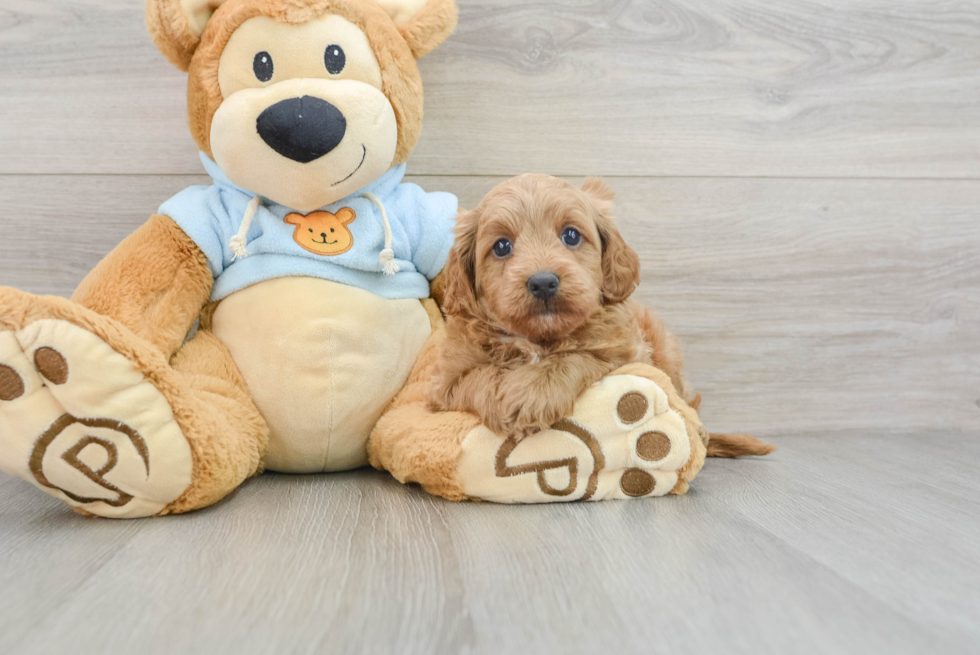 Friendly Cavapoo Baby