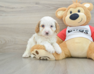 8 week old Cavapoo Puppy For Sale - Windy City Pups