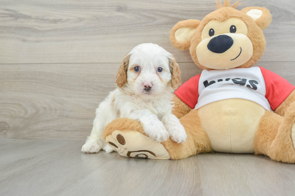 6 week old Cavapoo Puppy For Sale - Windy City Pups