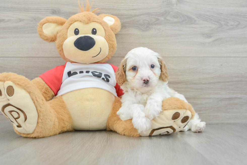 Cavapoo Puppy for Adoption