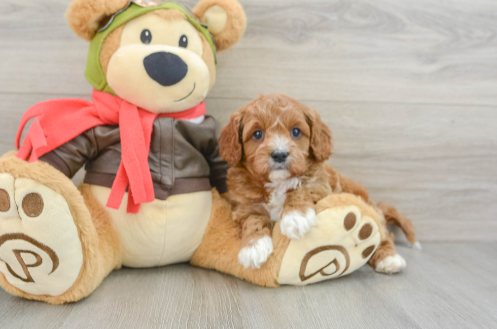 5 week old Cavapoo Puppy For Sale - Windy City Pups