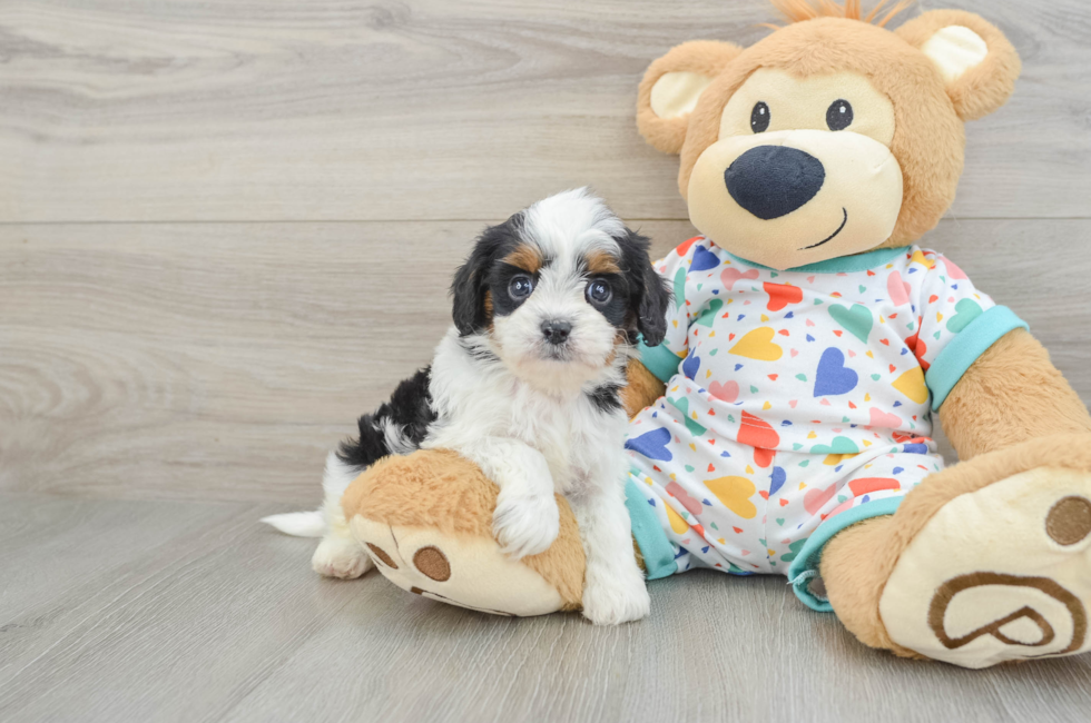 6 week old Cavapoo Puppy For Sale - Windy City Pups