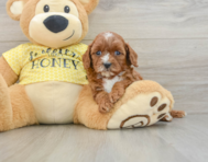 8 week old Cavapoo Puppy For Sale - Windy City Pups