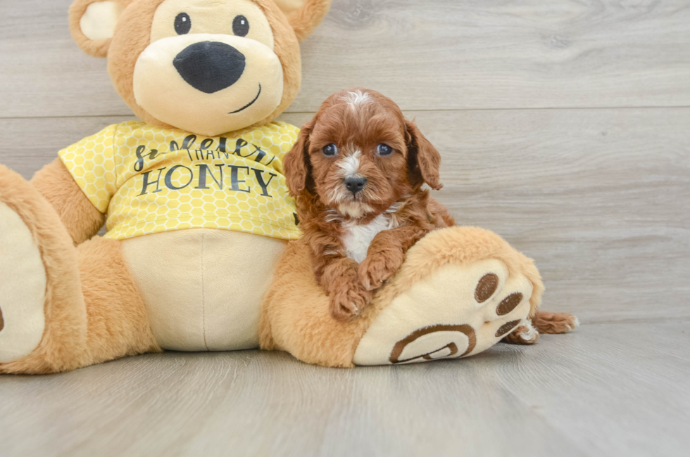 5 week old Cavapoo Puppy For Sale - Windy City Pups