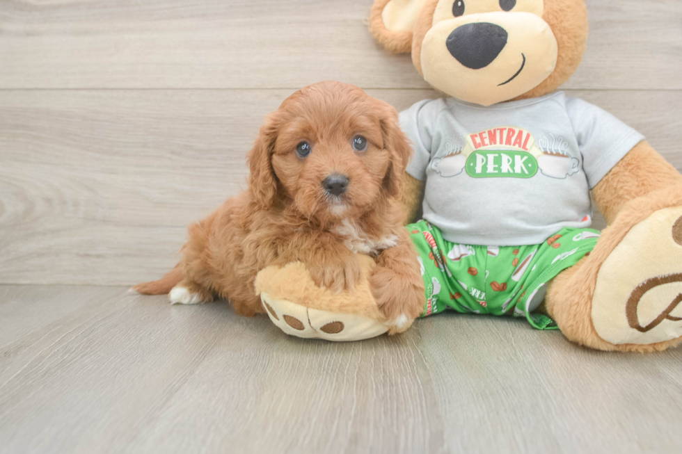 Sweet Cavapoo Baby