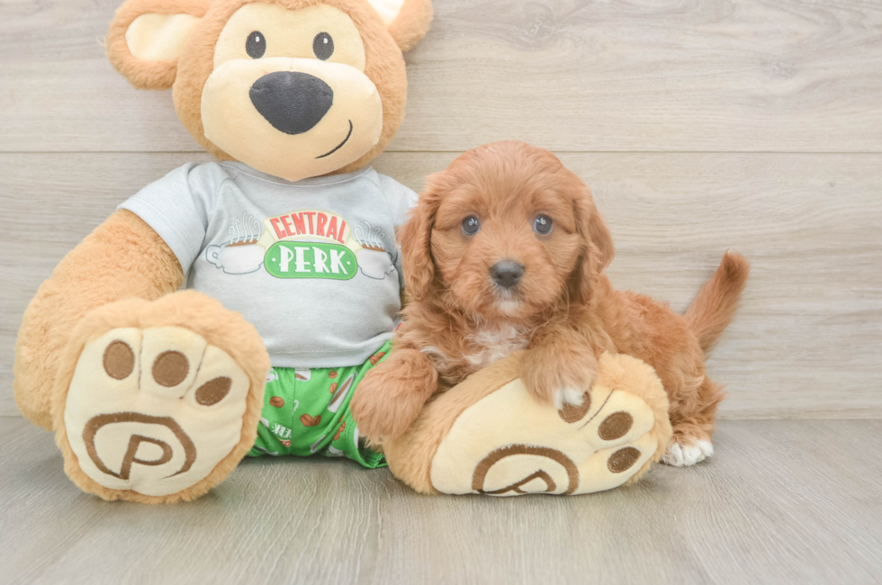 5 week old Cavapoo Puppy For Sale - Windy City Pups