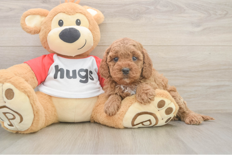 Playful Cavapoodle Poodle Mix Puppy