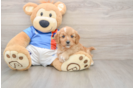 Cavapoo Puppy for Adoption