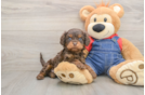 Cavapoo Puppy for Adoption