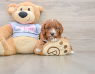 7 week old Cavapoo Puppy For Sale - Windy City Pups
