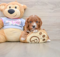 8 week old Cavapoo Puppy For Sale - Windy City Pups